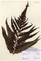 藏品(臺灣狗脊蕨)的圖片